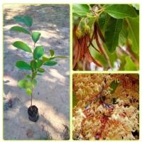 ราคา ต้นพยอมแดง หรือพยอมก้านแดงไม้เศรษฐกิจหายากไม้ยืนต้นทนแดด(สูง70-90)พร้อมปลูก (54653350935)