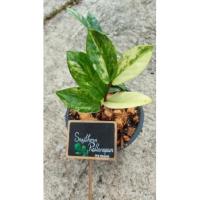 ราคา ต้นกวักมรกตด่างไม้มงคล (19925118009)