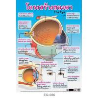 ราคา โปสเตอร์ โครงสร้างของตา #EQ-086 โปสเตอร์กระดาษอาร์ตมัน สื่อการเรียนการสอน สื่อการเรียนรู้ (3678759871)