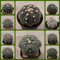 ราคา กระบองเพชร แอสโตร ปลาดาว สตาร์เชปเว้าสวยๆ (12797986823)