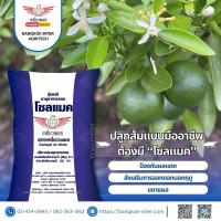 ราคา โซลแมค สูตรแคลเซียม 20% ผสมแมกนีเซียม 6% ขนาด 25 กก. สำหรับบำรุงพืชและดิน (24942426803)