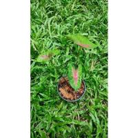 ราคา บอนสีเงาะถอดรูป❤️ยิ่งโตใบยิ่งสวย (13522250111)