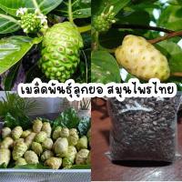 ราคา เมล็ดพันธุ์ลูกยอ สมุนไพรพื้นบ้าน 100 เมล็ด (20728533515)
