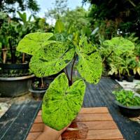 ราคา โมจิโต้ ( ชำกระถาง ) โคโลคาเซีย โมจิโต้ colocasia mojito (14689741765)