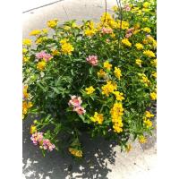 ราคา ต้นผกากรอง Lantana Camara Elva ต้น ดอกผกากรอง (สีเหลือง) ไม้ดอก ไม้ประดับ สมุนไพรใช้ทำยา ส่งทั้งกระถาง พุ่มใหญ่ (42401582870)