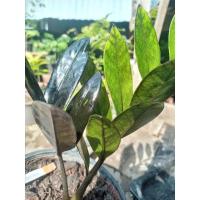 ราคา กวักมรกตดำด่างเขียว ยกกระถาง (8176658042)