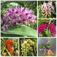 ราคา (5กระถาง) (ขาย ต้นพันธุ์) ดอก ต้น กล้วยไม้ ช้างนิ้ว กล้วยไม้ช้างนิ้ว เอื้อง อิสราภรณ์ (2962231293)