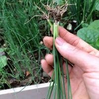 ราคา dahon ng sibuyas seeds เมล็ดพันธุ์ต้นหอมญี่ปุ่น 300เมล็ด เมล็ดต้นหอมญี่ปุ่น (43626365148)