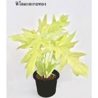 ราคา ฟิโลเดนดรอนใบมะละกอสีทอง ขนาดกระถาง 3 นิ้ว (19411888803)