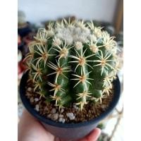 ราคา ถังทองหนามสั้นไม้เมล็ด #ถังทอง #หนามสั้น #กระบองเพชร #แคคตัส #cactus (6992990742)