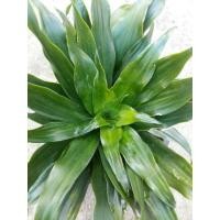 ราคา ต้นวาสนาเก้าชั้น ไม้มงคล ส่งพร้อมกระถาง 6" (6561137982)