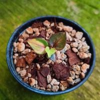 ราคา โชคเก้าชั้นดำด่าง ด่างขาว ด่างชมพู (24872762137)