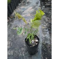 ราคา ต้นชิงชัน ไม้ยืนต้น เนื้อไม้สวย (9722870653)