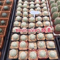 ราคา แมมขนนก (ดอกขาว)ชำหน่อ (1362499446)