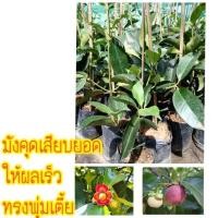 ราคา ต้นมังคุด มังคุดใต้แท้ แบบเสียบยอด (1 ต้น) สวนขายเอง (4542386686)