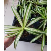 ราคา เศรษฐีเรือนใน ไม้มงคลฟอกอากาศ Spider Plant (1878734814)