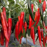 ราคา High Yield Red Long Chili Pepper Seeds 100เมล็ด/ซอง เมล็ดพันธุ์ พริกยาว เมล็ดพันธุ์ พริกจินดาแดง Hot Pepper Seeds for (53154215374)