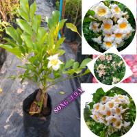 ราคา ต้นปีบยูนาน หรือ ต้นปีบไหหนาน มีกลิ่นที่หอมมาก (9541221739)