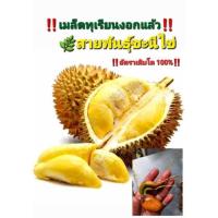 ราคา ต้นทุเรียนงอกพร้อมปลูก‼️สายพันธุ์ชะนีไข่‼️ อัตราเติบโต 100%‼️ (16196865654)