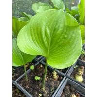 ราคา ต้นว่านนางคุ้ม ว่านนางคุ้ม ผู้เฒ่าเฝ้าบ้าน1 ต้น (27366346832)