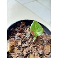 ราคา ❌❌ปิด❌❌ชายชลแท้/บอนสีชายชลแท้ไซส์เบบี๋/รากแน่นต้นแข็งกัดสีสวยแล้วตามรูปส่งต้นจริงในรูปค่ะ (10750709181)