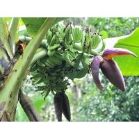 ราคา หน่อกล้วยมาฮอย กล้วยมาฮอย ออก1-5เครือ (13005094708)