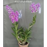 ราคา (ขาย ต้นพันธุ์) ต้น ดอก กล้วยไม้หวาย กล้วยไม้ สี ชมพู เบนซ์ (3266621229)