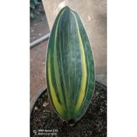 ราคา คลีบปลาวาฬด่าง(Sansevieria Masoniana Chahin) (14499055072)
