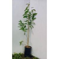 ราคา ต้นตะแบกชมพู ขนาด70-80ซม. (12712044083)