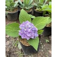 ราคา ต้นไฮเดรนเยีย ดอกสวยมาก (26902782015)