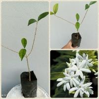 ราคา ต้นกระดูกไก่ป่าหรือหอมไก่ป่า ไม้ประดับกลิ่นหอม มีคุณทางสมุนไพร ส่งขายทั้งถุงชำคะ (21778566437)