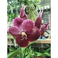 ราคา กล้วยไม้แวนด้า Ratchaburi Red Black ไม้ใหม่ไม่ติดดอก พร้อมส่ง (11931001965)