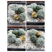 ราคา แอสโตรด่าง Astrophytum Asterias Variegated (15263230181)