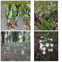 ราคา (5ต้น) (ขาย ต้นพันธุ์) ต้น ดอก นางอั้งน้อย นางอั้วน้อย นางอั้ว กล้วยไม้ดิน นางอั้ว กล้วยไม้ นกกระยาง ต้นนกกระยาง / ป้าแ (11048349082)