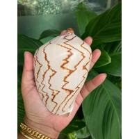 ราคา เปลือกหอยสังข์โนรี ลายธรรมชาติ ขนาด 4.5-5.5 นิ้ว เปลือกหอยแท้ (11400902348)