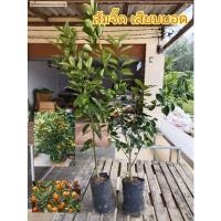 ราคา ต้นส้มจี๊ด ส้มจี๊ด แบบเสียบยอด สูงประมาณ50-60ซม. (17379552222)