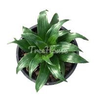 ราคา วาสนาเก้าชั้น กระถาง 6 นิ้ว / Dracaena fragrans (L.) Ker – Gawl Pot 6 (4890317536)