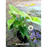 ราคา ต้นพลองน้ำเงิน ไม้พุ่ม ไม้ยืนต้น ดอกสวย (40664872079)