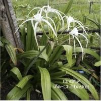 ราคา ต้นพลับพลึง (ตีนเป็ด/กทม.หรือแมงมุม) แบบหัวรากตัดใบ (19811024083)