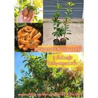 ราคา #ต้นละมุดกระสวยมาเลย์ (เสียบยอดต้นใหญ่ ถุง4คูณ10 นิ้ว) สูงราว50-60เซน ให้ผลไวภายใน1ปี #ละมุดกระสวยมาเลย์ (26057232573)