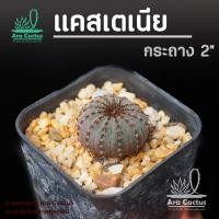ราคา สวนขายเอง! เฟเรียแคสเตเนีย Frailea castanea ไซส์กระถาง 2 นิ้ว แคคตัส แคนตัส กระบองเพชร ตะบองเพชร ต้นไม้ประดับ อวบน้ำ (13177915234)