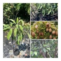 ราคา ต้นละมุดกระสวยหรือละมุดกระสวยมาเลย์ ต้นสูง70-90ซม ปลูกไว้สามารถฟอกอากาศถ่ายเทได้ดี มีสรรพคุณมากมาย และประโยชน์เยอะ (28631648242)