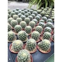 ราคา ชุด3ต้น‼️แมมคามิเน่เหลืองดอกสีชมพูและคามิเน่ขาวดอกขาว (10767215366)