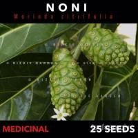 ราคา เมล็ด ลูกยอ, Morinda citrifolia, เมล็ดพืชสมุนไพร X 25เมล็ด เมล็ดพันธุ์ (21775239773)