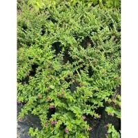 ราคา ต้นหลิวไต้หวัน หรือ หลิวดอกม่วง ออกดอกทั้งปี (26153910162)