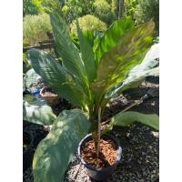 ราคา ต้นเศรษฐีวิลสัน (Dieffenbachia)ใบด่าง ไม้มงคลนิยมปลูกเพื่อเสริมโชคลาภเรียกทรัพย์ และเป็นไม้ฟอกอากาศที่ดี(กระถาง15นิ้ว) (58003523664)