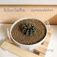 ราคา ยิมโนคาไลเซียมGymnocalycium ยิมโนคละไซส์ ไม้เมล็ดทุกต้น (11224400681)