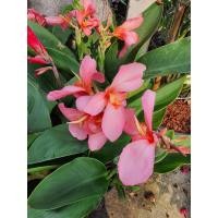 ราคา ใหม่ ต้นพุทธรักษาแคระ สีชมพูอ่อน ในกระถาง6นิ้ว (13373731082)