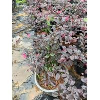 ราคา ต้นหงส์ฟู่ หรือต้นมั่งมีศรีสุข กระถาง8นิ้ว (6792434859)