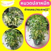 ราคา ต้นหนวดปลาหมึกด่าง กระถาง 11 นิ้ว (9712087589)